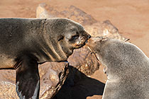 seals