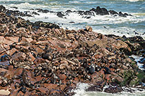 seals