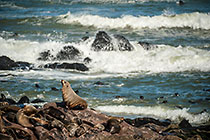 seals