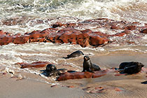 seals