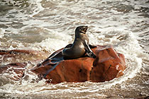 seals
