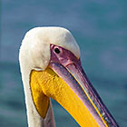 Pelican