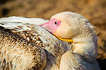 Pelican