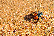 Pachysoma denticolle | Scarabaeidae