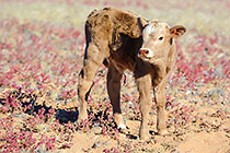 cow w baby