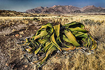 Welwitschia