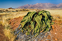 Welwitschia