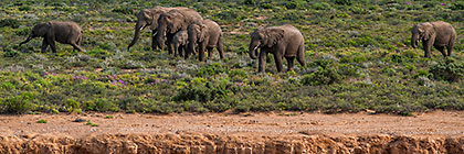 Elephants
