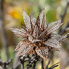 dry flower