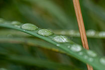 drop of water on grass