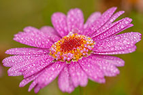 daisy flower with droplets