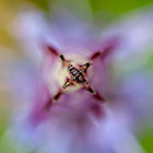 Softness