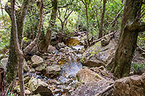 stream in forest