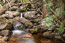 stream in forest