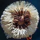 flower releasing seeds