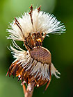 flower releasing seeds