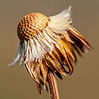 Bonnet