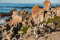 penguins