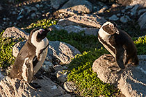 penguins