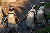 penguins