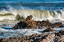 waves on rocky seashore