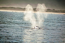 Whale