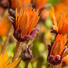 veggie flowers on coast