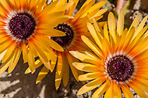 veggie flowers on coast