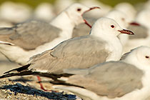 Seagulls