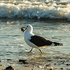 Seagull