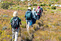 Enya & people hiking through fynbos