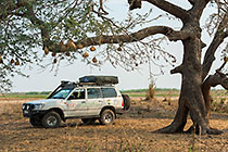 landscape | landcruiser under tree