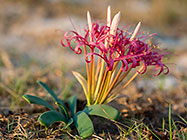 flower Amaryllidaceae | Amacharias sp
