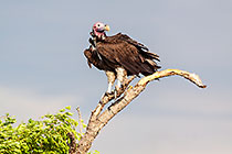 bird | lappet faced vulture in tree top