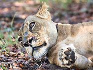 Lion
