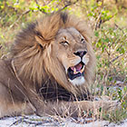 lion male