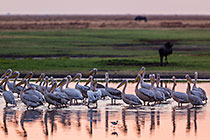 Pelicans