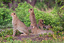 Cheetahs