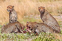 Cheetahs Eating