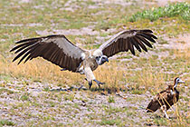 birds on a wildebeest kill | vultures
