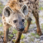 young spotted hyena