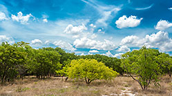 green tree in woodland