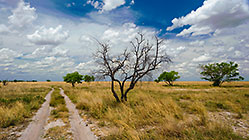dead tree & track in high grass