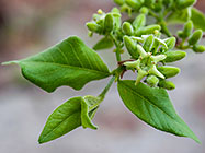 tree flower | Baphia sp