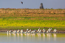 landscape | birds in pool at sunrise | african spoonbill
