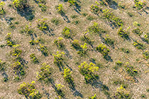 aerial landscape | sufrutex underground forest with isolated trees