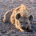 hyena