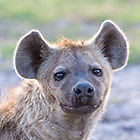 hyena