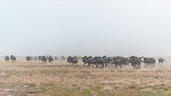 Wildebeests