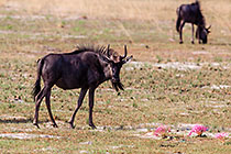 wildebeests